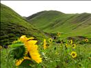 Sunflowers leading the way